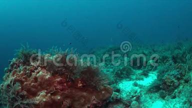 珊瑚礁上的两条曼塔射线